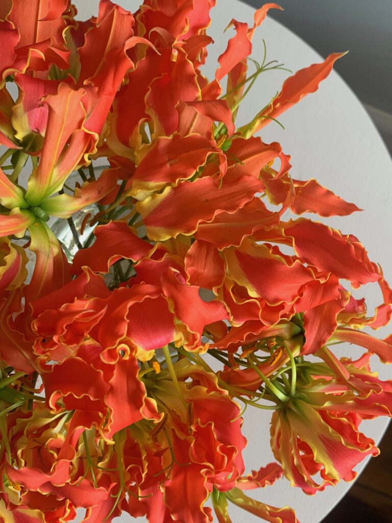 A bunch of gloriosas on a white tabletop.